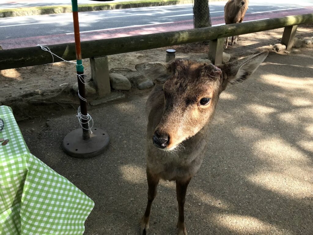 肚子餓的小鹿
