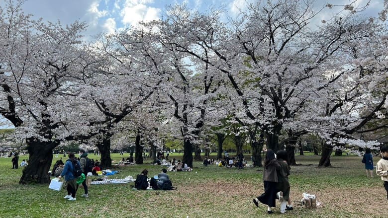 代代木公園櫻花