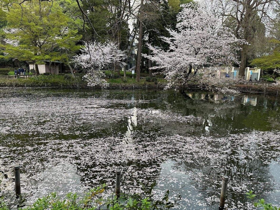井之頭恩賜公園 河面櫻花瓣