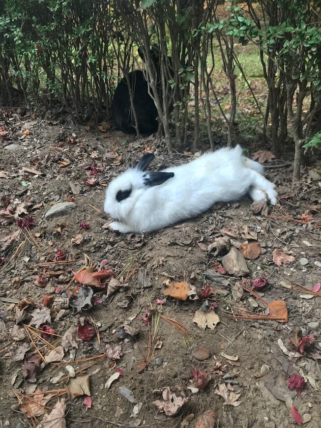 南怡島睡午覺兔子