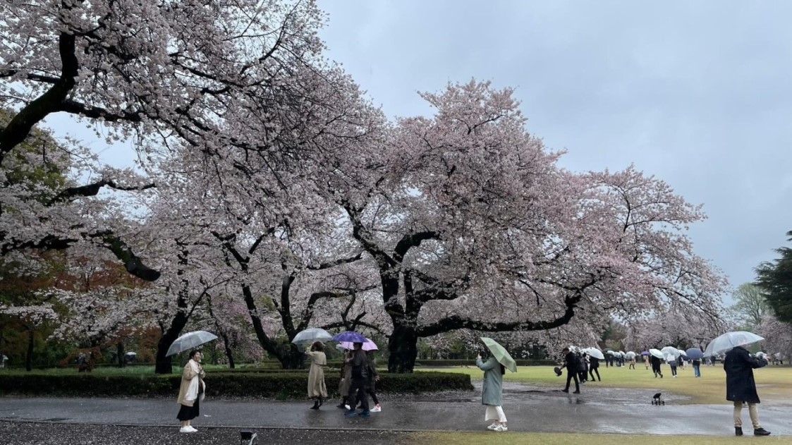 新宿御苑 櫻花樹