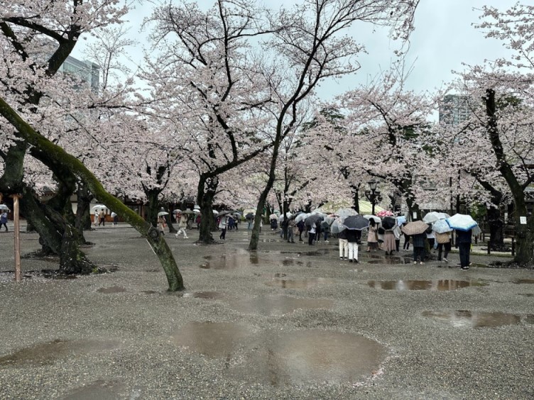 靖國神社 雨中櫻花