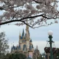 櫻花與迪士尼城堡